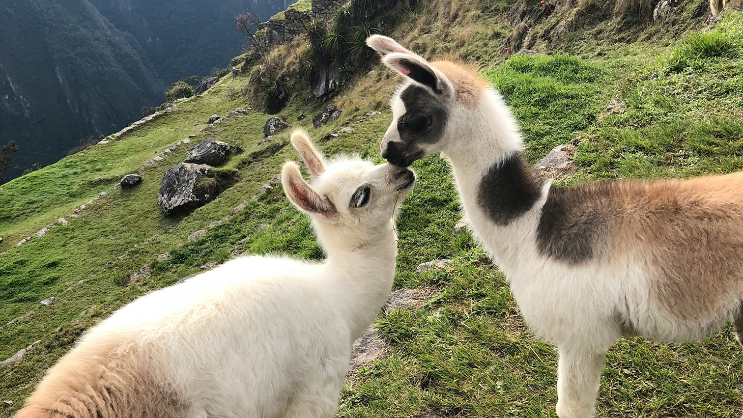 kissing alpacas